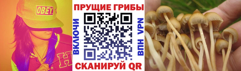 Галлюциногенные грибы MAGIC MUSHROOMS  ОМГ ОМГ сайт  Краснослободск 